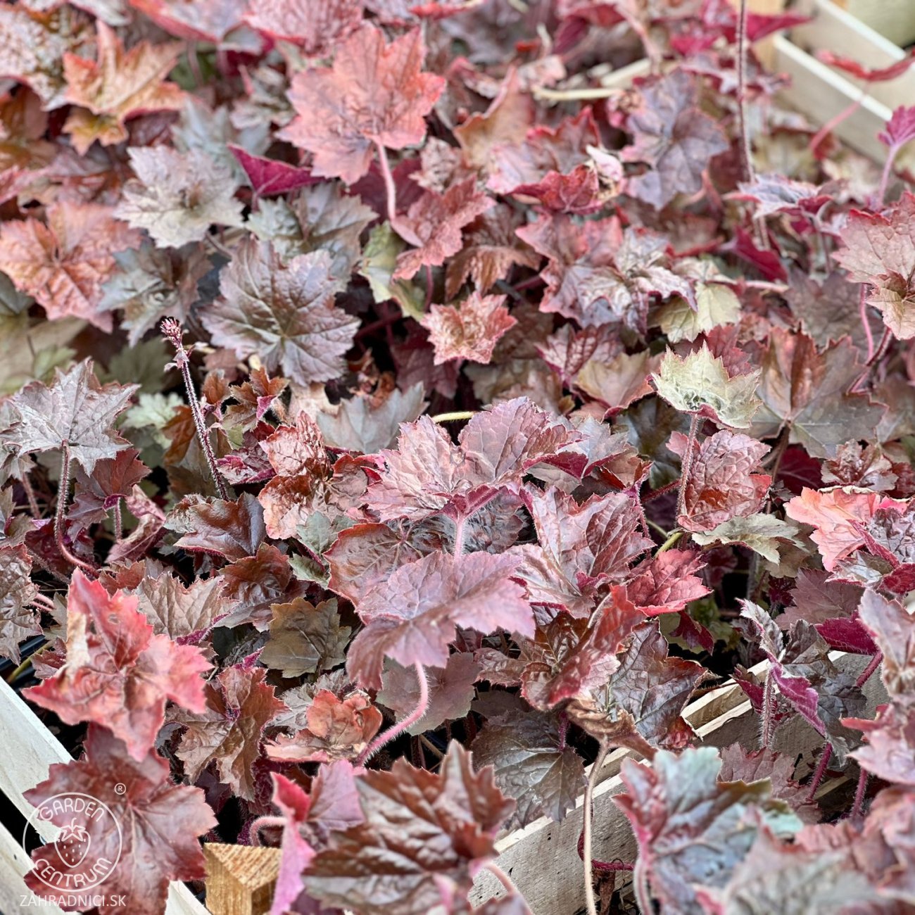 Obrázok Heuchera hybridná (Heuchera Hybrida) ´PALACE PURPLE´ - kont. P9